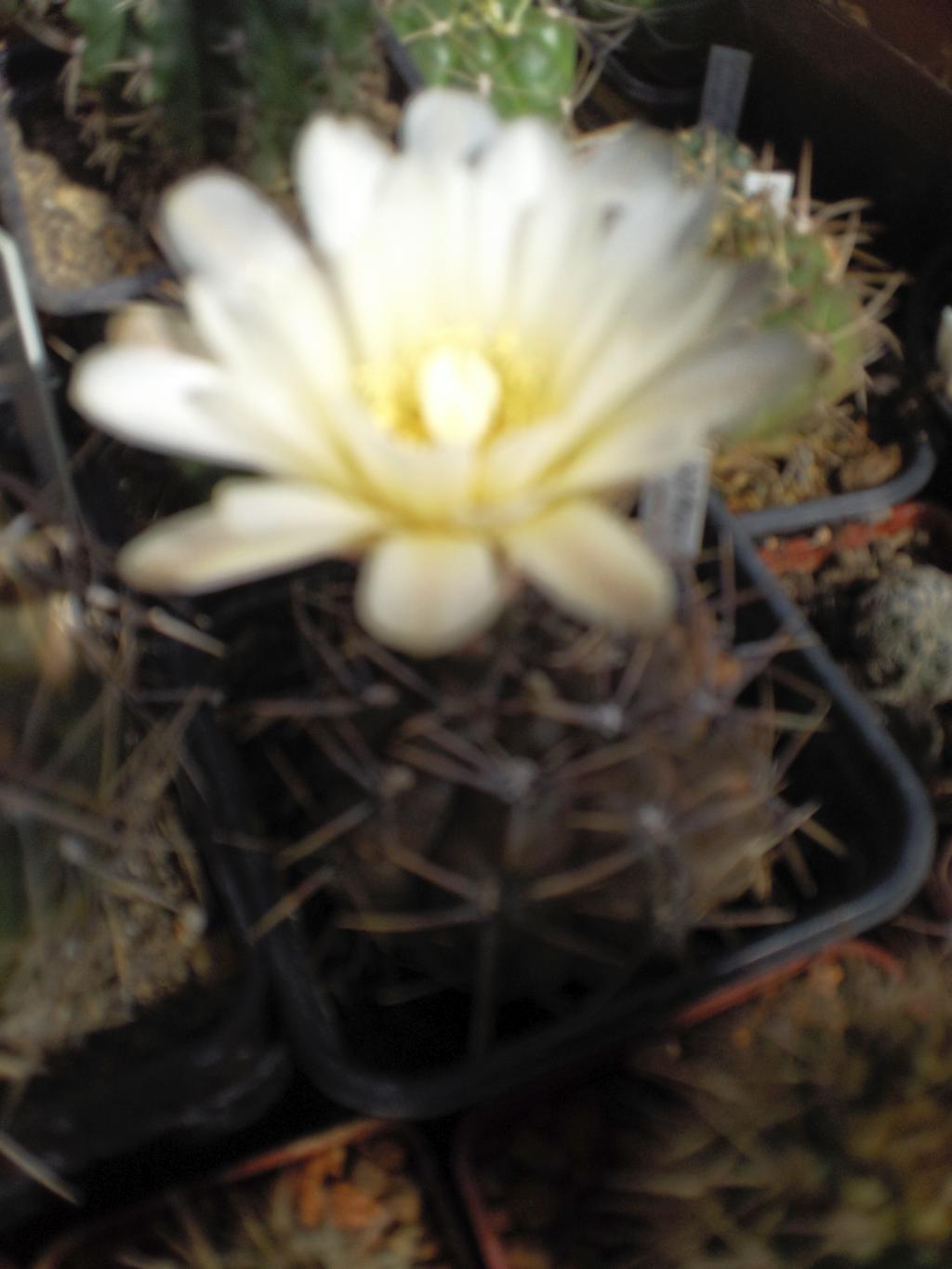 Gymnocalycium gibbosum